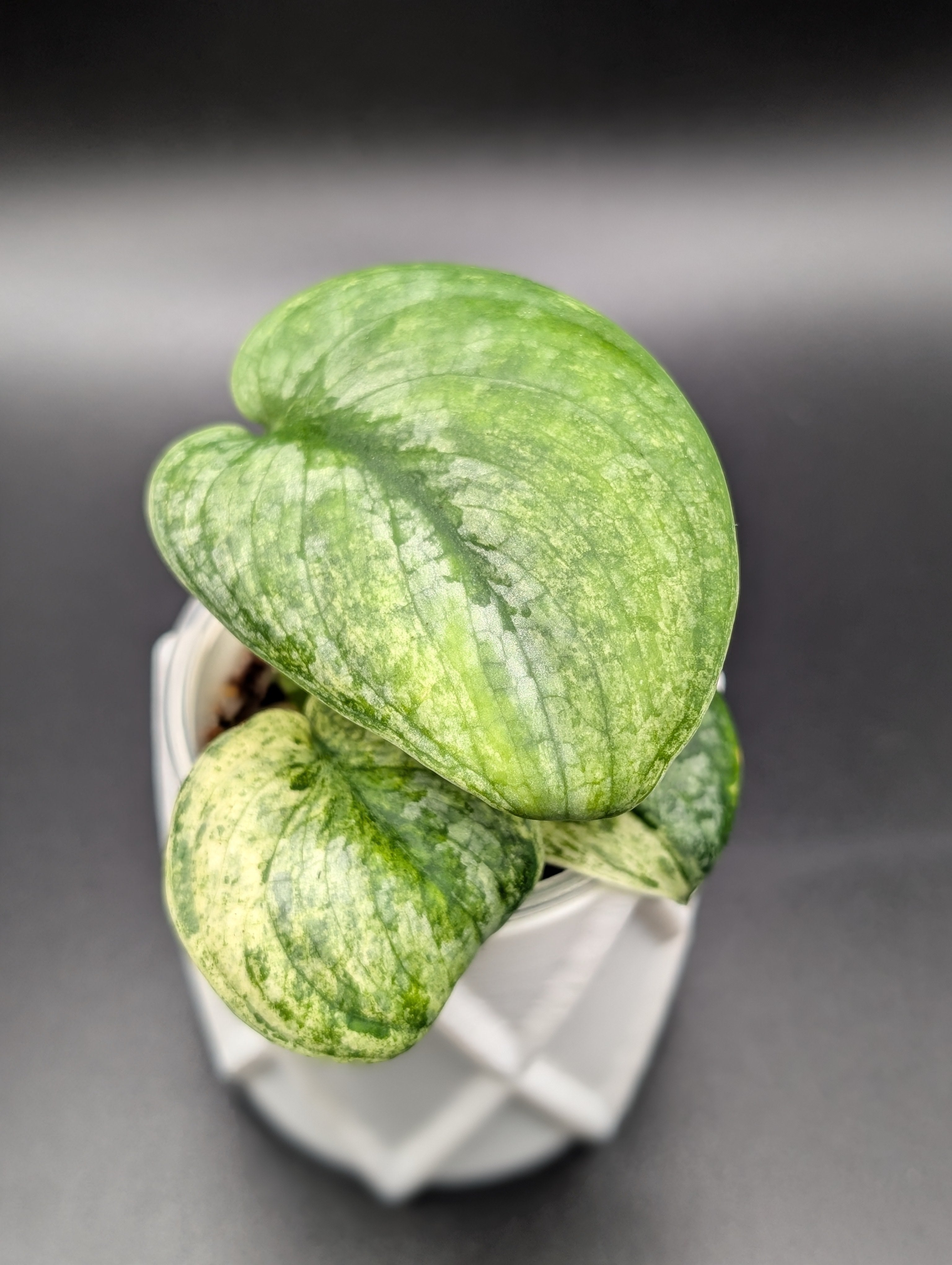 Scindapsus Halimoon