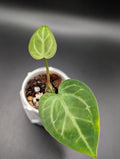 Anthurium NOID