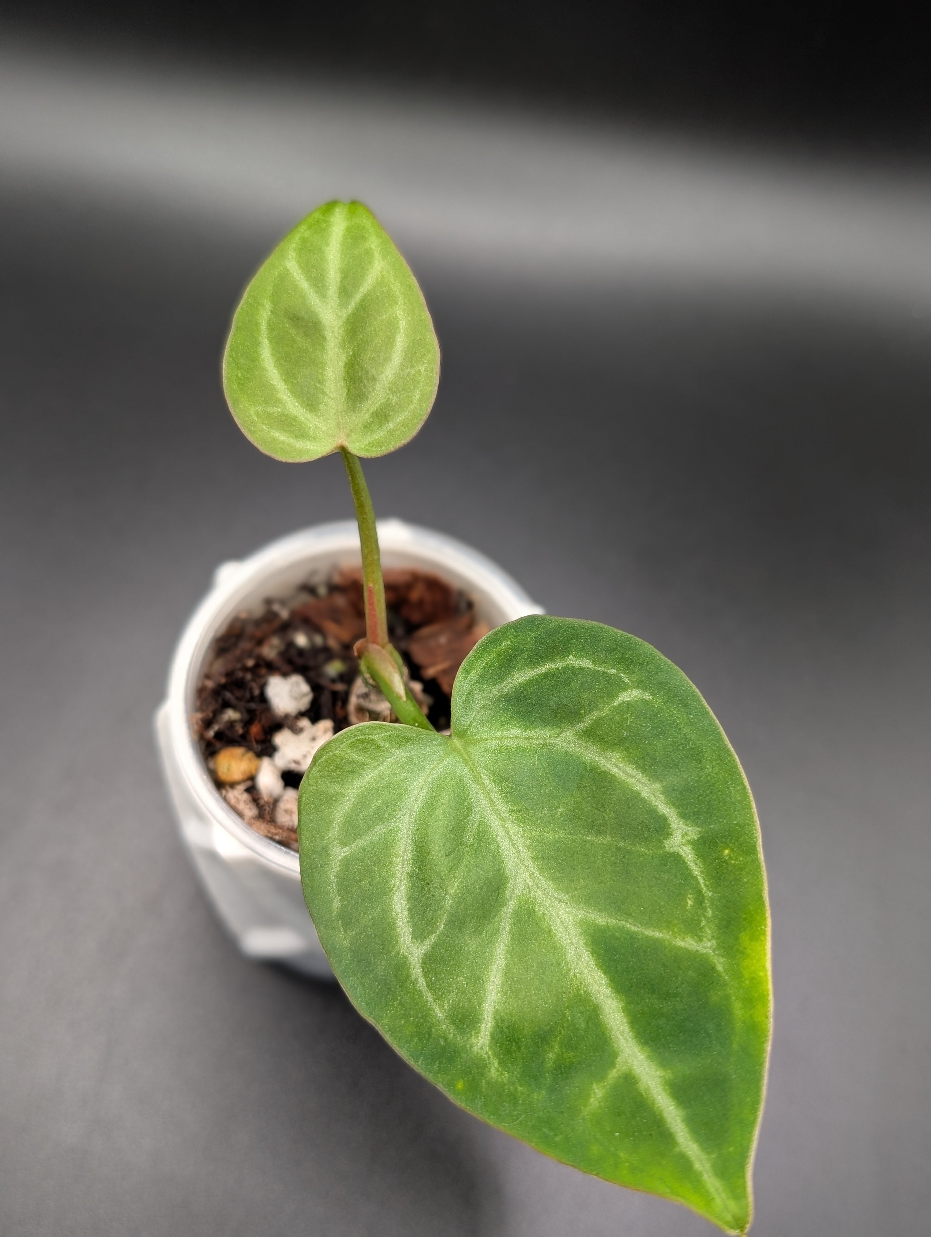 Anthurium NOID