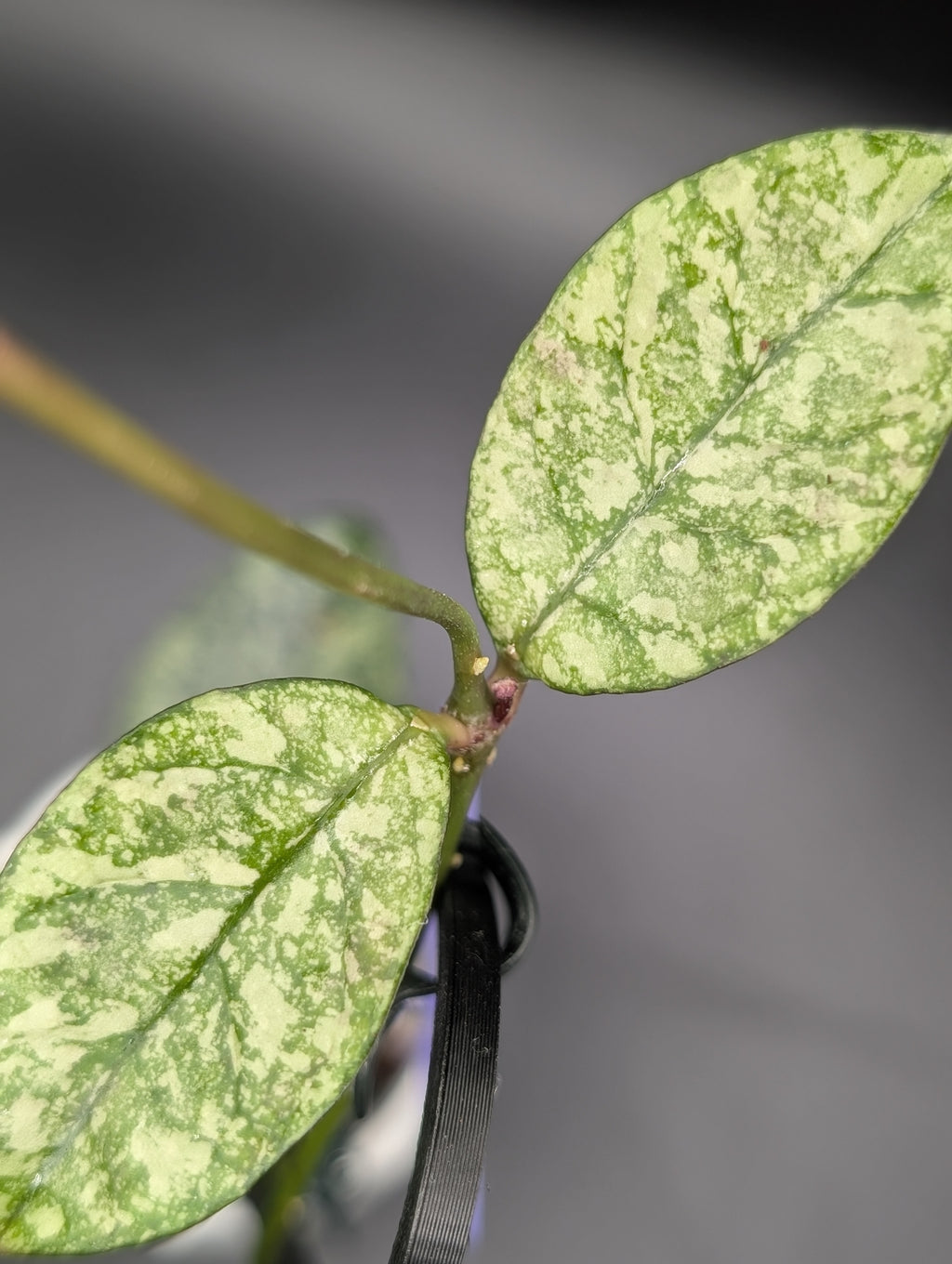Hoya Crassipetiolata Silver