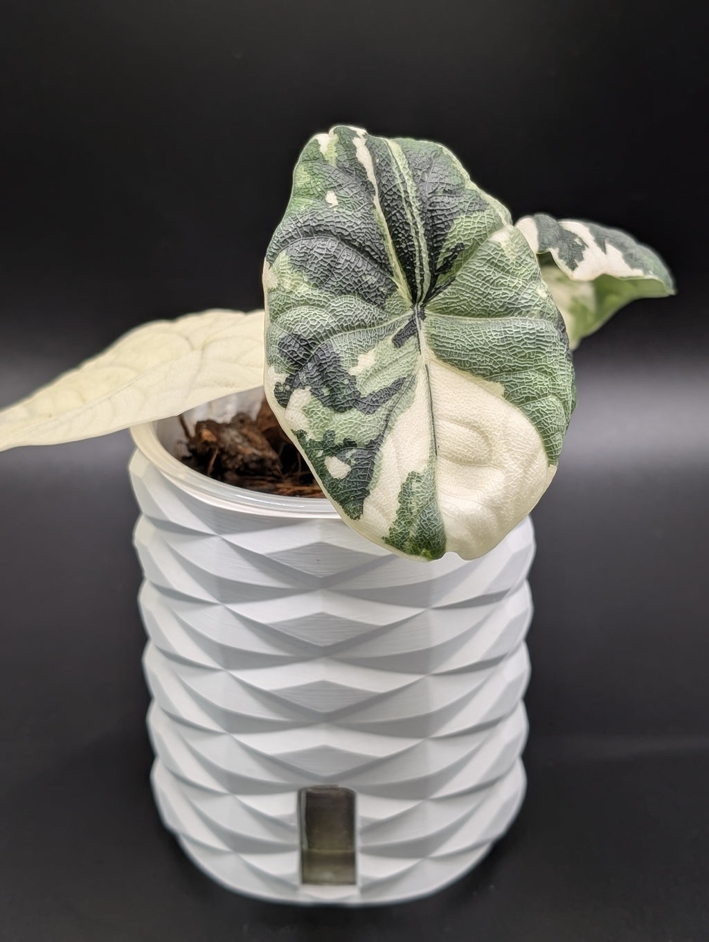'Diamonds Aren't Forever' Self-Watering Pot