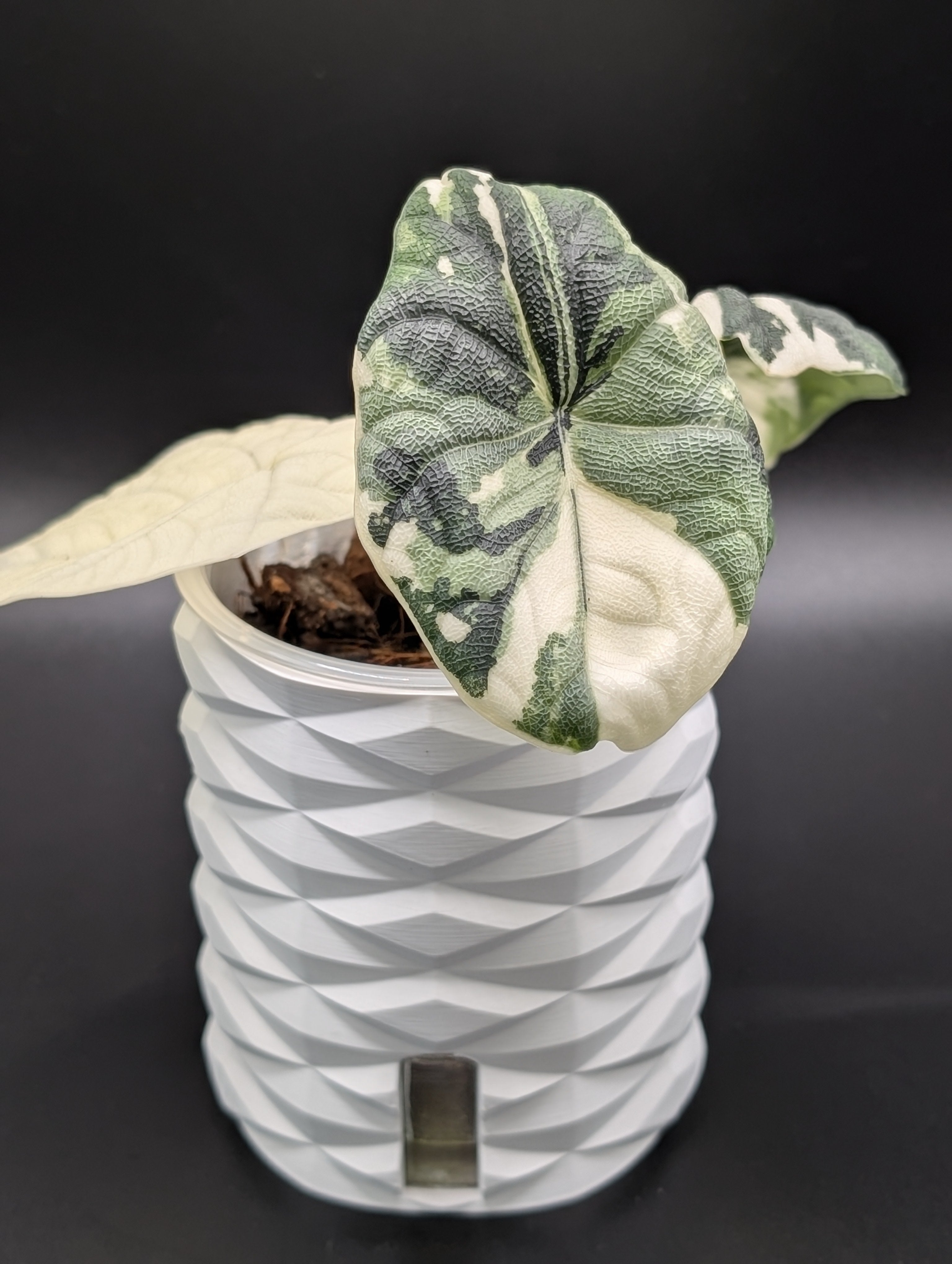 'Diamonds Aren't Forever' Self-Watering Pot