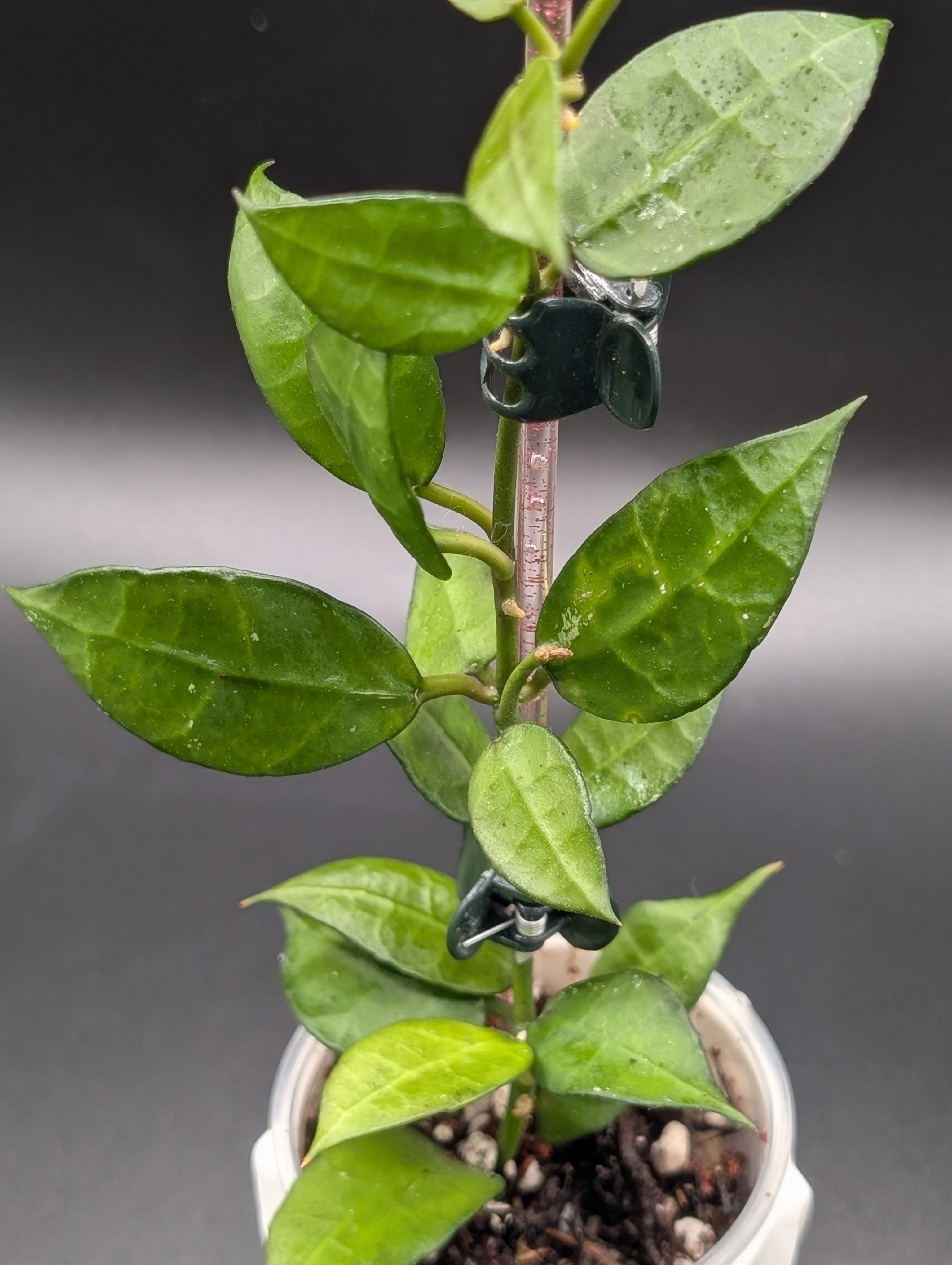 Hoya Lacunosa x Sunrise (UPT 007)