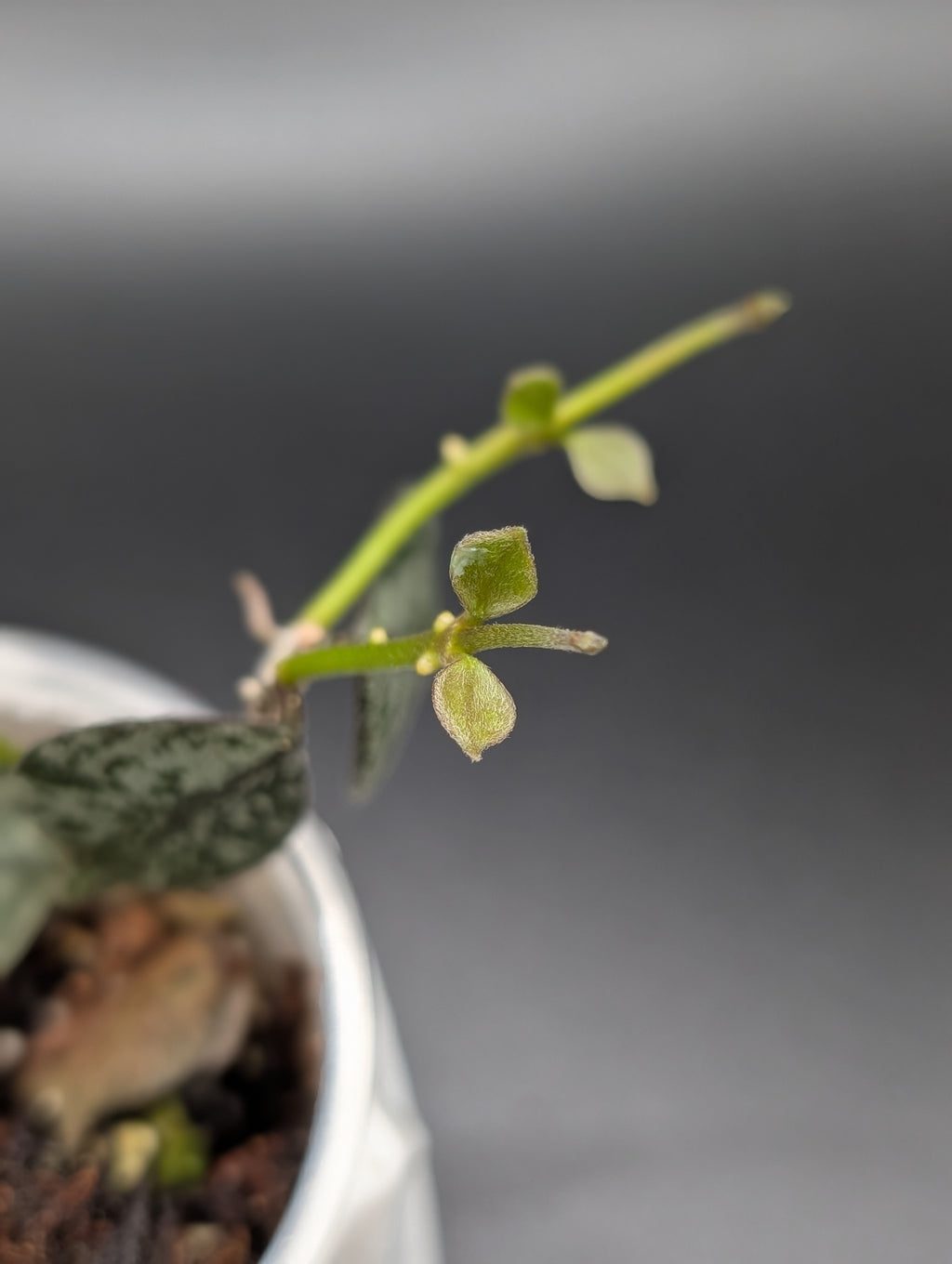 Hoya Curtisii Silver