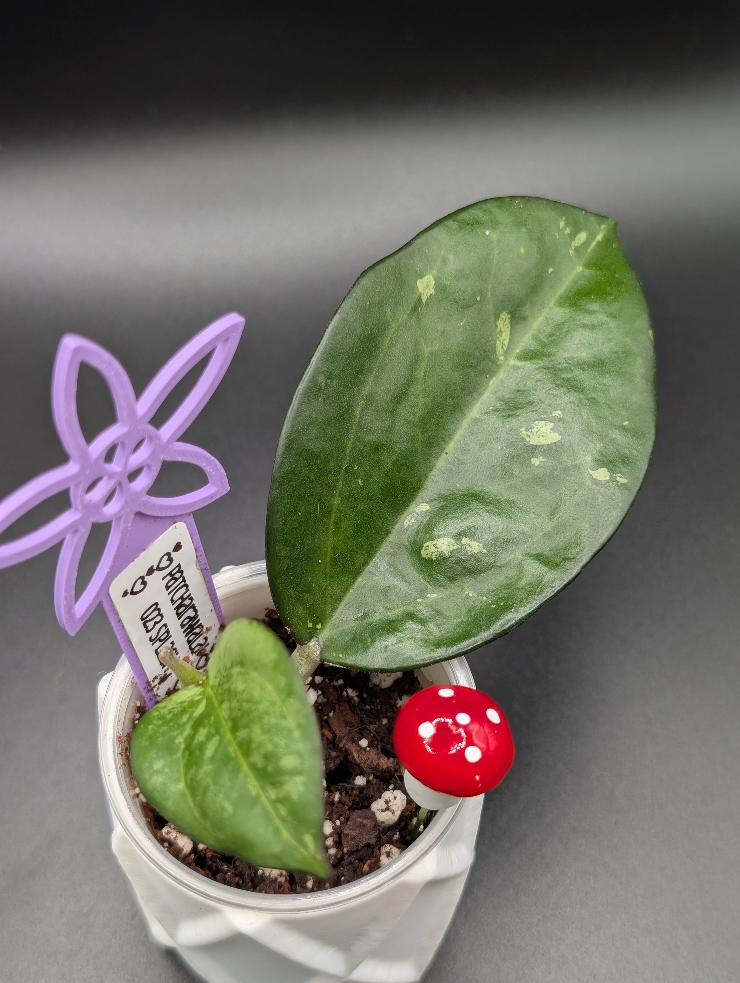 Hoya Patcharawalai 023 Splash